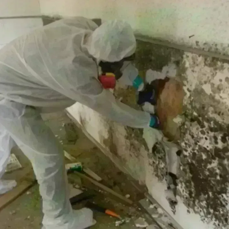 Mold Remediation and Removal in Covelo, CA